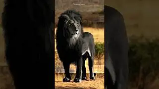 Rarest animal of different countries!