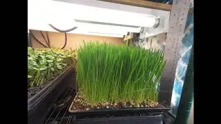 Crop Cycles - Wheatgrass time lapse final 7 hrs