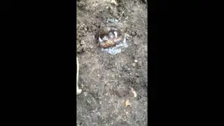 Улитки трахаются / Snails have Sex