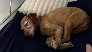🐶 Can Dogs Benefits from Hyperbaric Therapy?