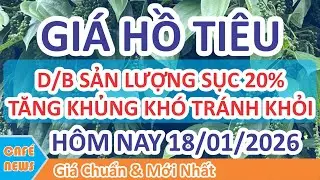 Giá hồ tiêu hôm nay ngày 18/01/2026 | Giá Tiêu Tăng Mạnh Khủng Nếu Sản Lượng Giảm 20% Thật?