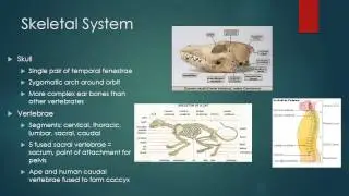Mammal Physiology