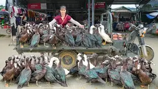 Buy 100kg of Geese From Local Farmers Using 3-Wheel Truck Transport to Market for Sale Wholesale