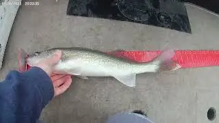 Walleye fishing with bottom bouncers (Missouri River)