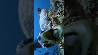 #aquarius #deepblue #oceanlife #planetaquarium #deepwater