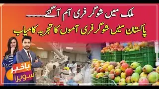 Sugar-free mangoes experiment goes successful in Pakistan