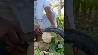 Tiptur Tall Bigger Tender Coconut