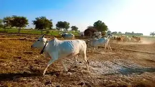 Cow Farming Ideas // Cholistani Cow Farming // Modren Cow Farming #cow #animals