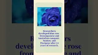 The Impeccable Blue Rose