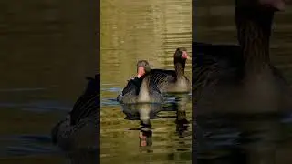 Friendly greylag goose..