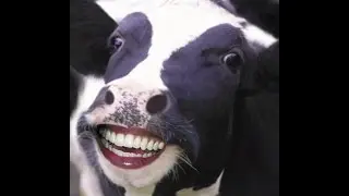 5 fun facts about cows.