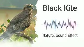 Black Kite | Natural Sound Effects