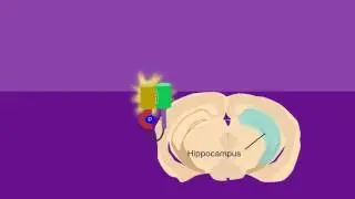 Signal spreading from a single synapse