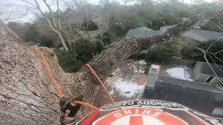 110 ft poplar