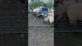 New free standing sheep panels