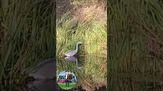 HERON fishing #nature #heron #canal #wildlife