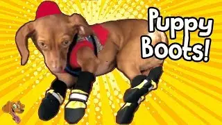 PUPPY Gets a Bath! New Boots and New Clothes with HobbyFlappy