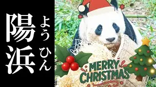クリスマスプレゼント🎁に大喜びする『陽浜ちゃん』が可愛すぎた✨