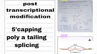 post transcriptional modification ||RNA synthesis process || 5'capping || poly a tailing ||splicing