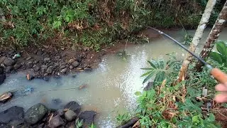 AKHIRNYA NOL NIL LAGI DI SARANG WADER MESKI TIDAK BANYAK !! Mancing ikan teknik kumbul