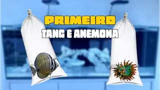 Adicionando um SAILFIN TANG e uma ANÊMONA BUBBLE-TIP ao meu AQUÁRIO MARINHO!