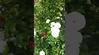 Роза, мускусный гибрид Ленца Heavenly pink.