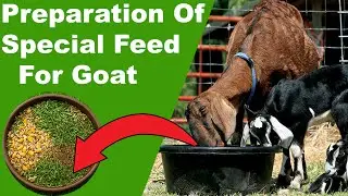 Goat Feed Formula 2025 | Best Homemade Feed for Fast Growth & Health
