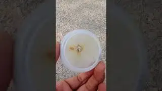 Bulb cap Vs pathaka experiment #yt experiment short video #pleasesubscribe