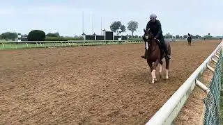 A flashy horse from the Wesley Ward Barn