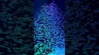 A Hypnotic Dance of Fish & Sharks | Georgia Aquarium | That Daraban Life