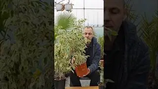 Как вырастить фикус Бенджамина! #растения #цветы #комнатныерастения #фикусбенджамина