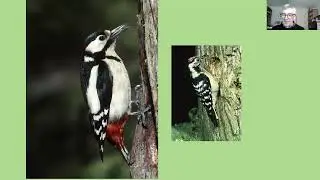 Lesser Spotted Woodpeckers - can we halt the decline in Britain?