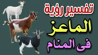 تفسير رؤية الماعز الأبيض والأسود فى المنام رؤية الماعز البنى والأحمر فى المنام
