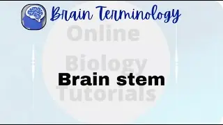 Brainstem I How to say Brainstem I Function of Brainstem I Learning Pronunciation
