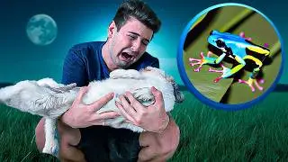 SOCORRO!! UM SAPO VENENOSO ATACOU O MEU CACHORRO!