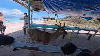 Long Pink beach komodo tour 4 Days 3 Night