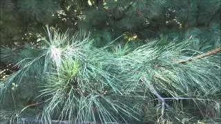 Mysterious Tree | Garden Update!! ^_^