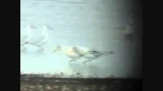 Sortklire, R&oslash;m&oslash; d&aelig;mningen, 11. august 2003.wmv