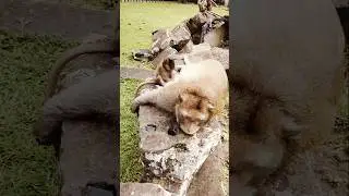 beautiful baby monkey 🐒 Demi Moore care of King Mark unbelievable #animals #funny #babymonkey