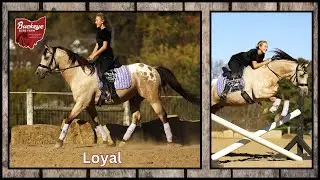 loyal | 7 Yr | 15.1 Hand | Gelding | Cowgirl Cadillac Sale | English | Fox Hunter | Dressage | Safe