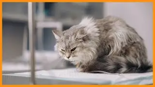 Deine Katze verschweigt dir etwas