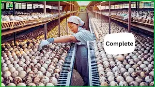 Quail Farm   How China Farmer Raised Millions Quail For Meat,Eggs   Quail Processing in Factory
