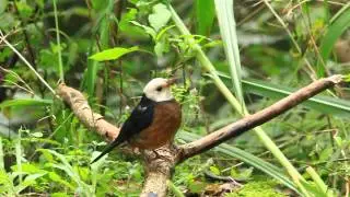 Island thrush 白頭鶇