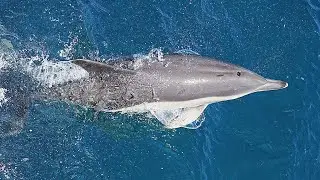 Dolphin Watching Boat Trip Gibraltar May 25
