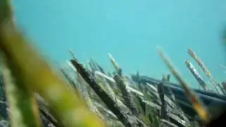 barber kefalos 7 thrakiko pelagos