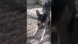 You Love Me, I Love You &mdash; A Day with Happy the Terrier