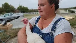 Clipping TURKEY wings & moving our big birds into their Turkey DREAM HOUSE