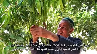 نجاح زراعة الخروب بجبال تارودانت يبشر بمستقبل واعد لهذه السلسلة من الإنتاج