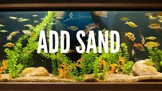 How to Add Sand into An Established Aquarium?