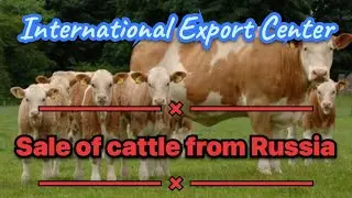 Export of Cattle from Russia. Bulls, Cows, Calves. International Export Center.